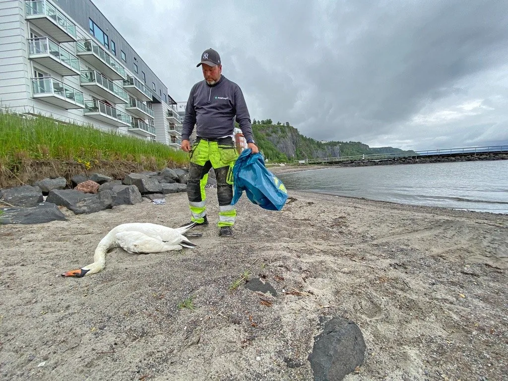 Fugleinfluensa Sprer Seg Langs Kysten: Døde Fugler Funnet Over Et Stort Område