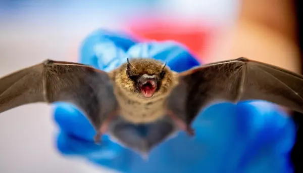 11-åring døde av rabies etter flaggermusangrep i 2024