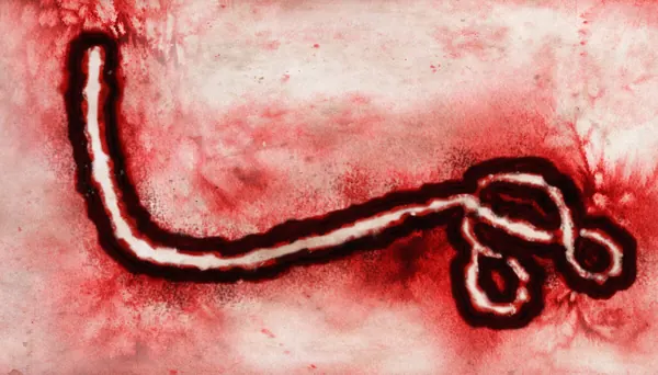Ebolavirus: Hvorfor er det så dødelig?