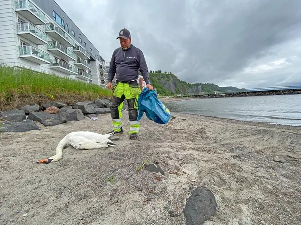 Fugleinfluensa Sprer Seg Langs Kysten: Døde Fugler Funnet Over Et Stort Område