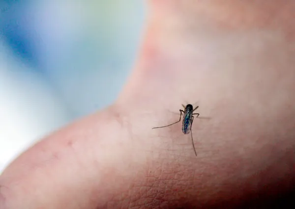 Ny studie: Mygg kan bli tiltrukket av myggspray